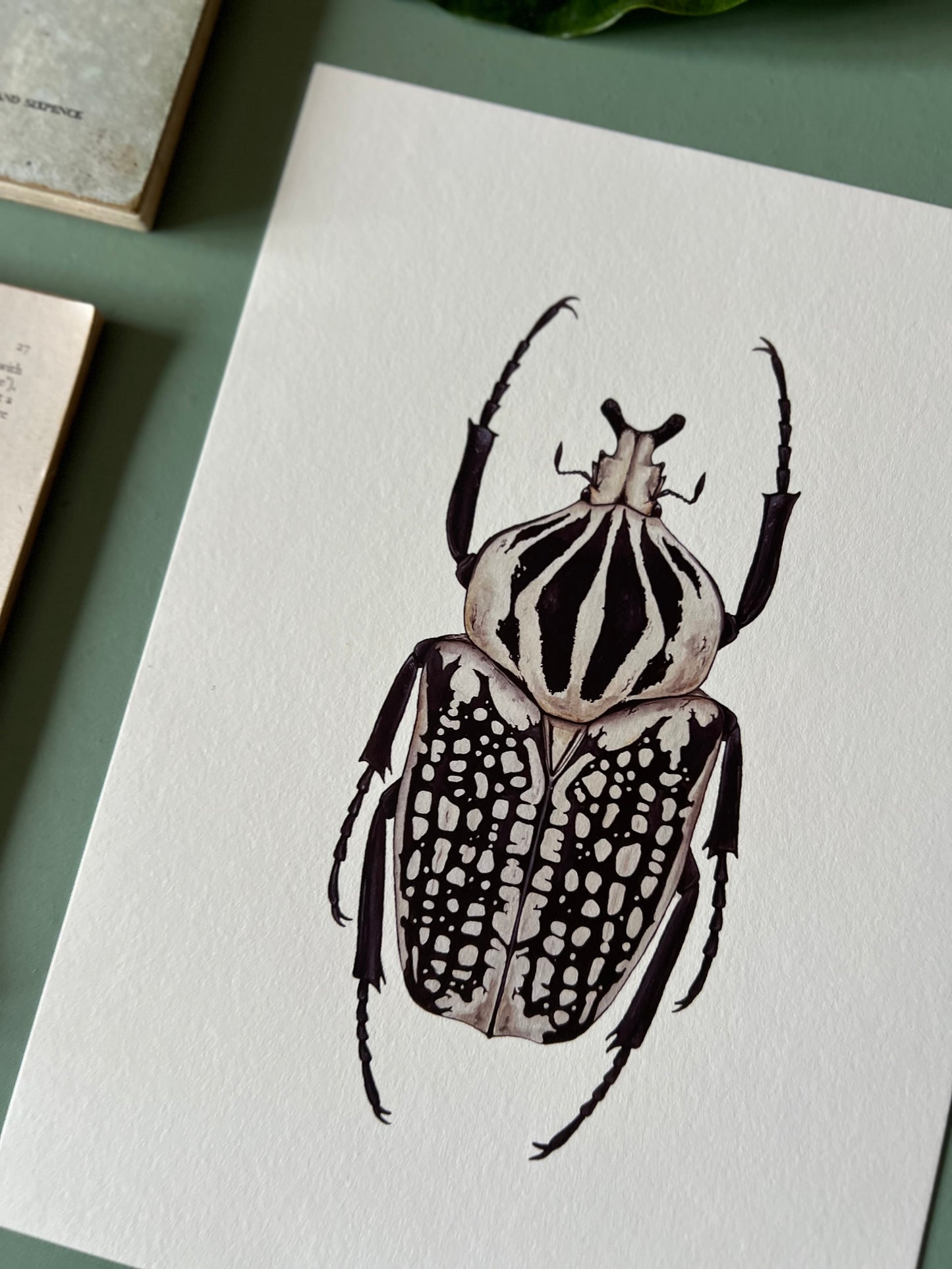 Goliath orientalis Print