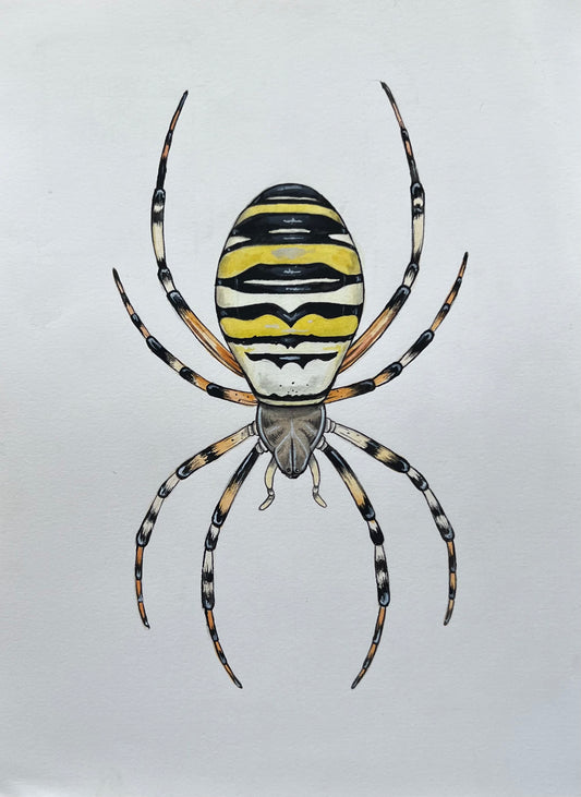 Wasp Spider