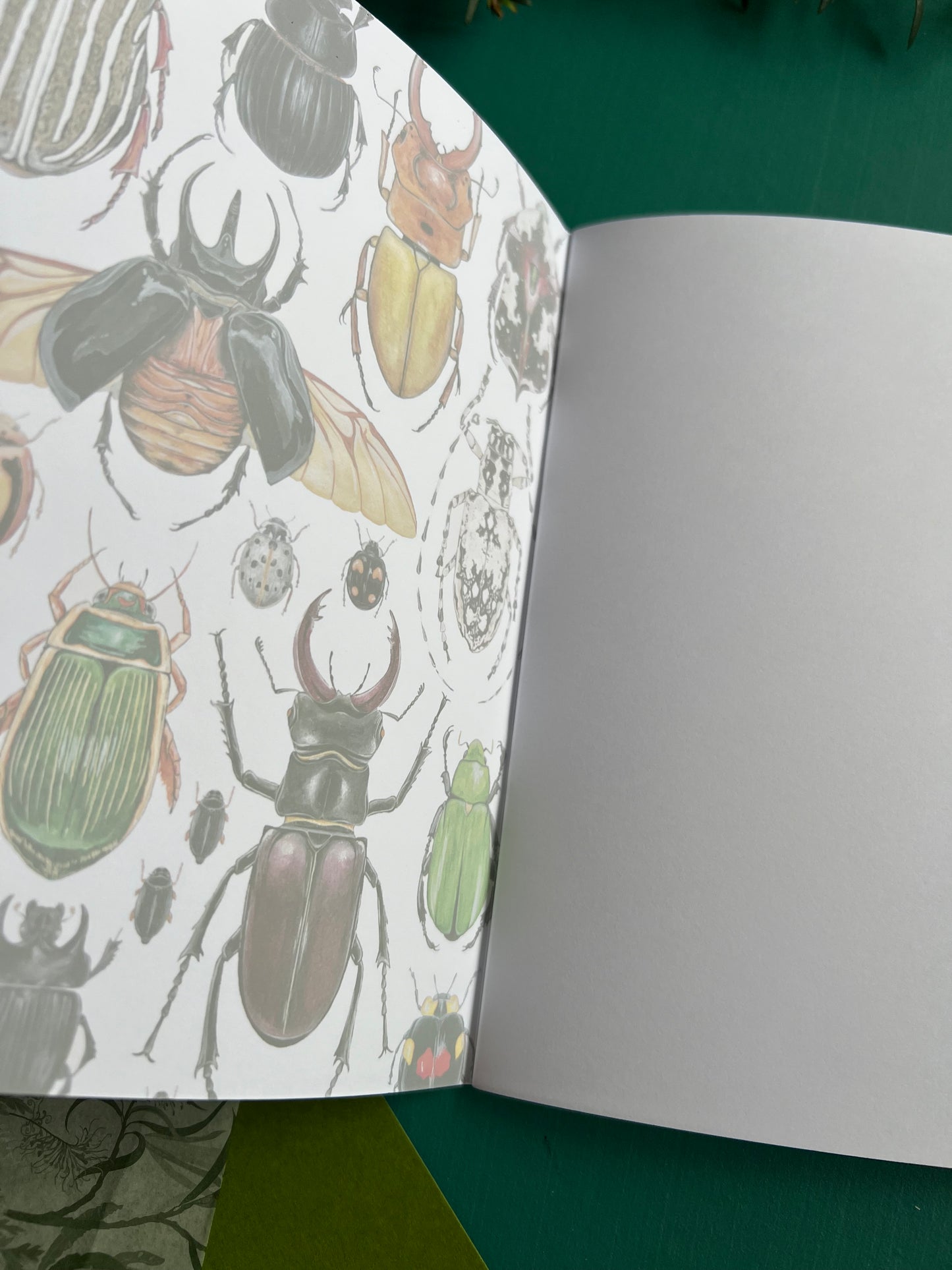 Beetle Notebook
