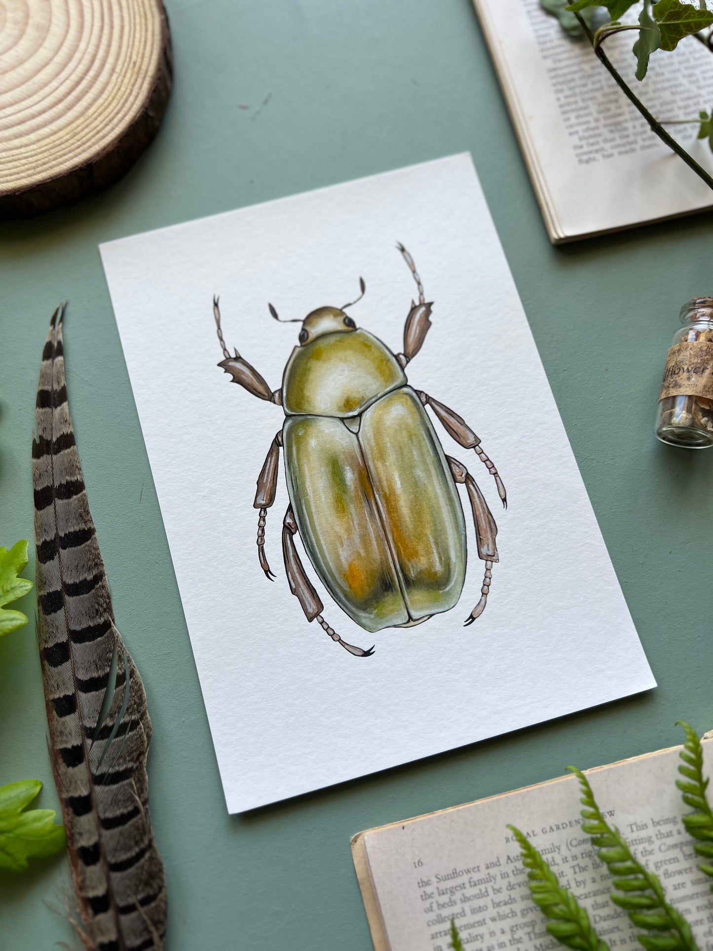 Golden Jewel Scarab  // Chrysina resplendens