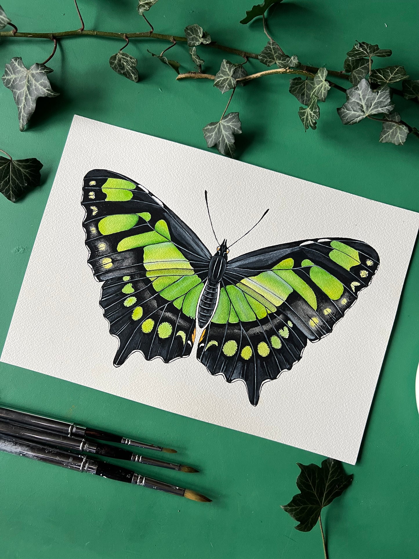 Malachite Butterfly
