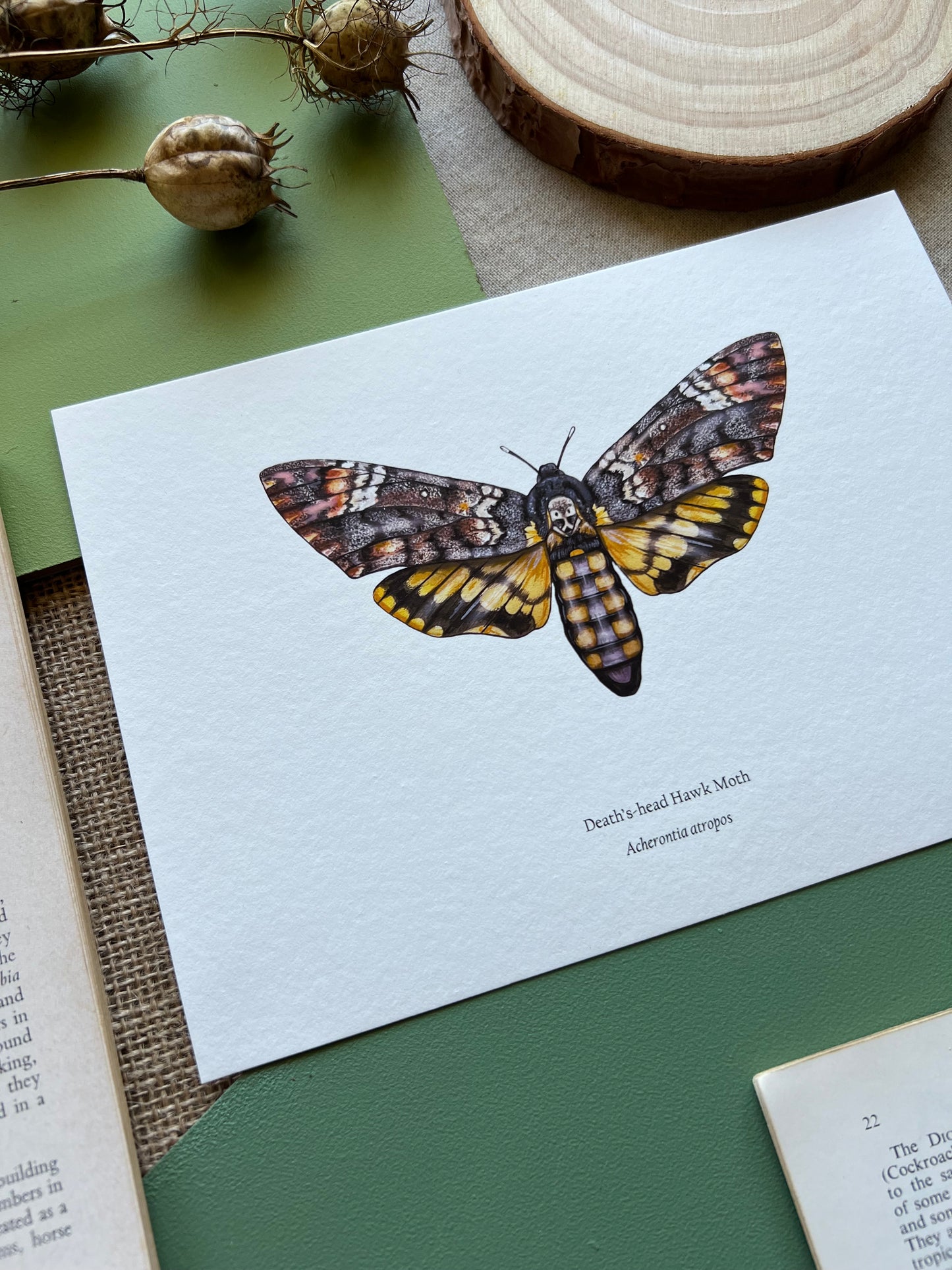 Deaths-head Hawk Moth Print