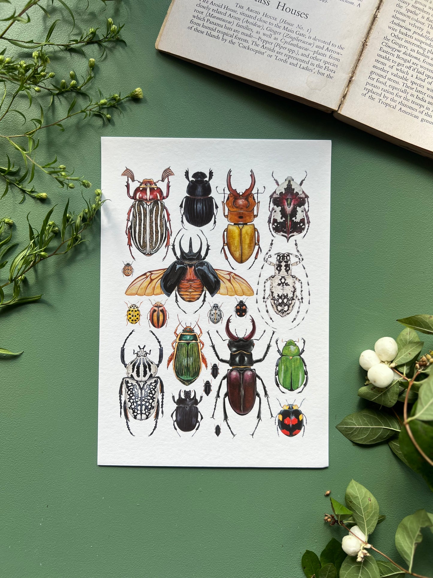 Beetles Print