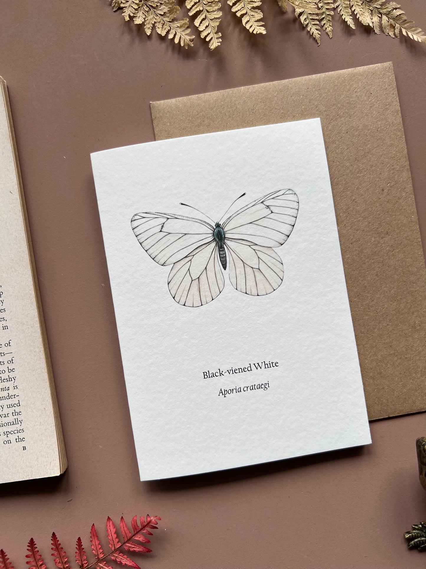 Black-veined White Card