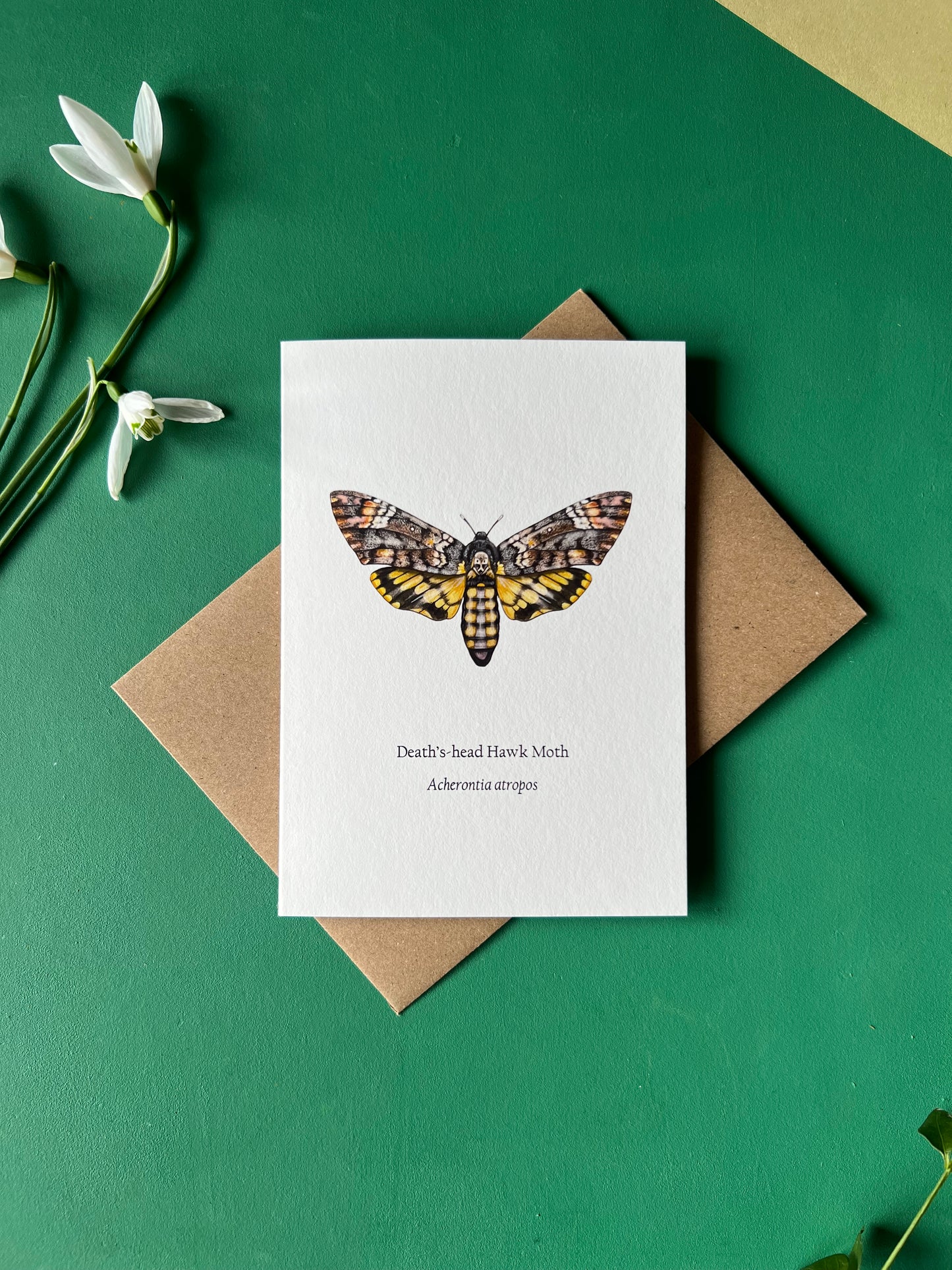 Deaths-head Hawk Moth Card