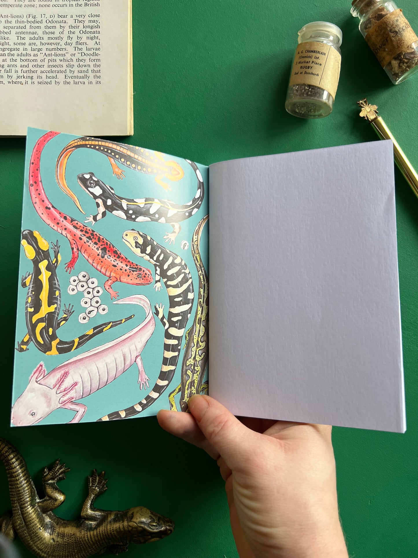 Salamander Pocket Notebook