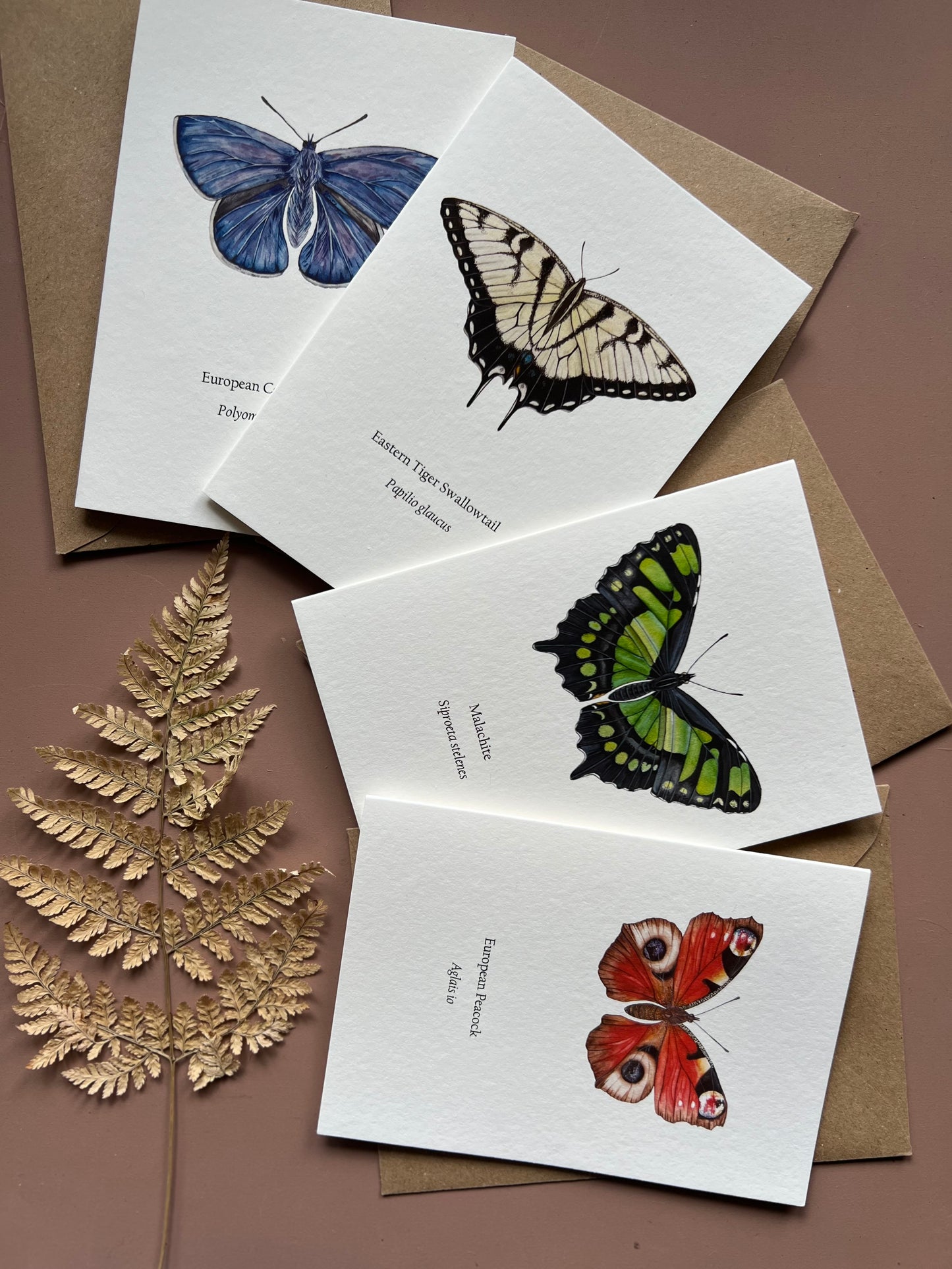 Butterfly Card Set