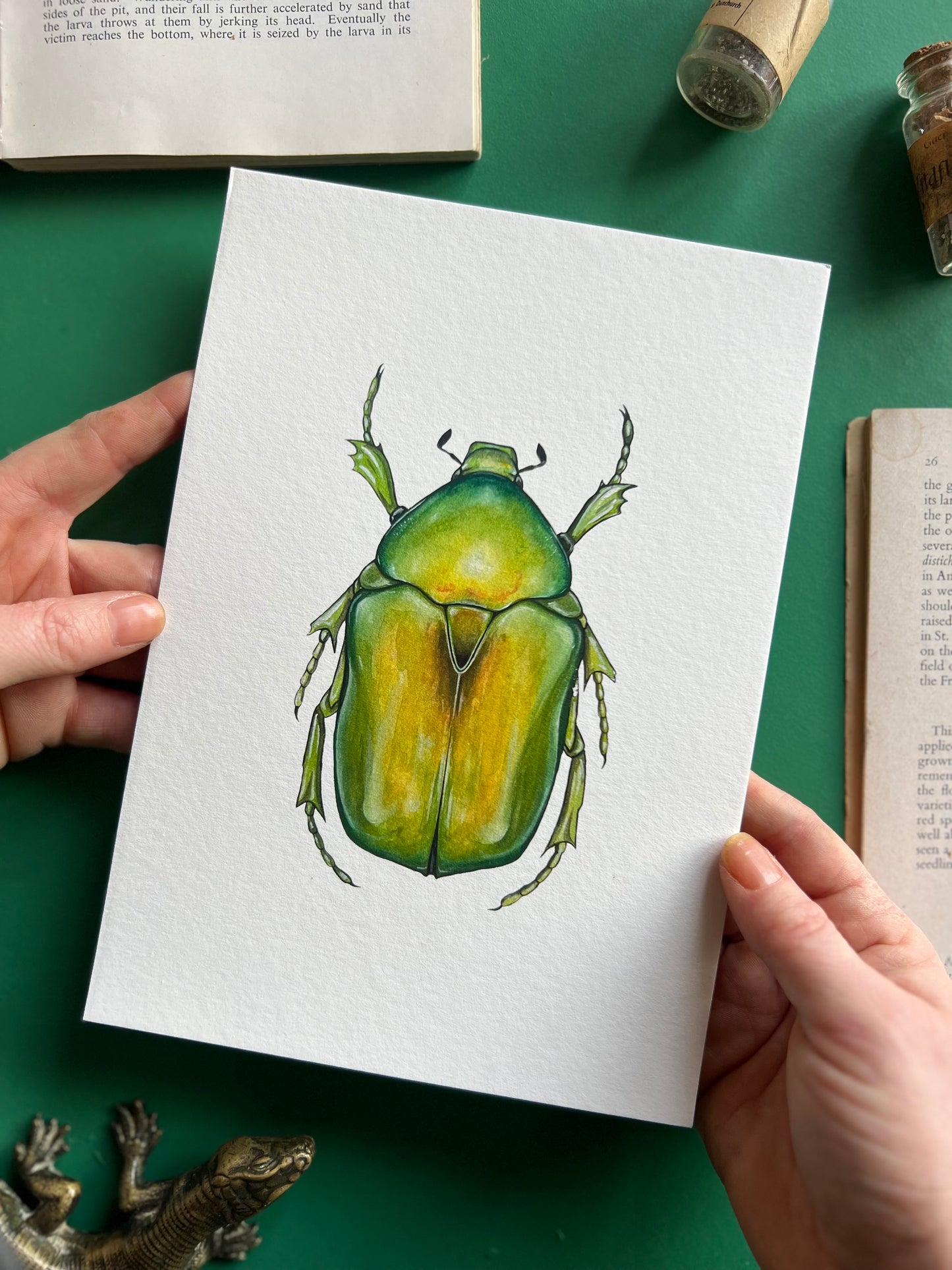 Jewel Flower Beetle // protaetia aeruginosa