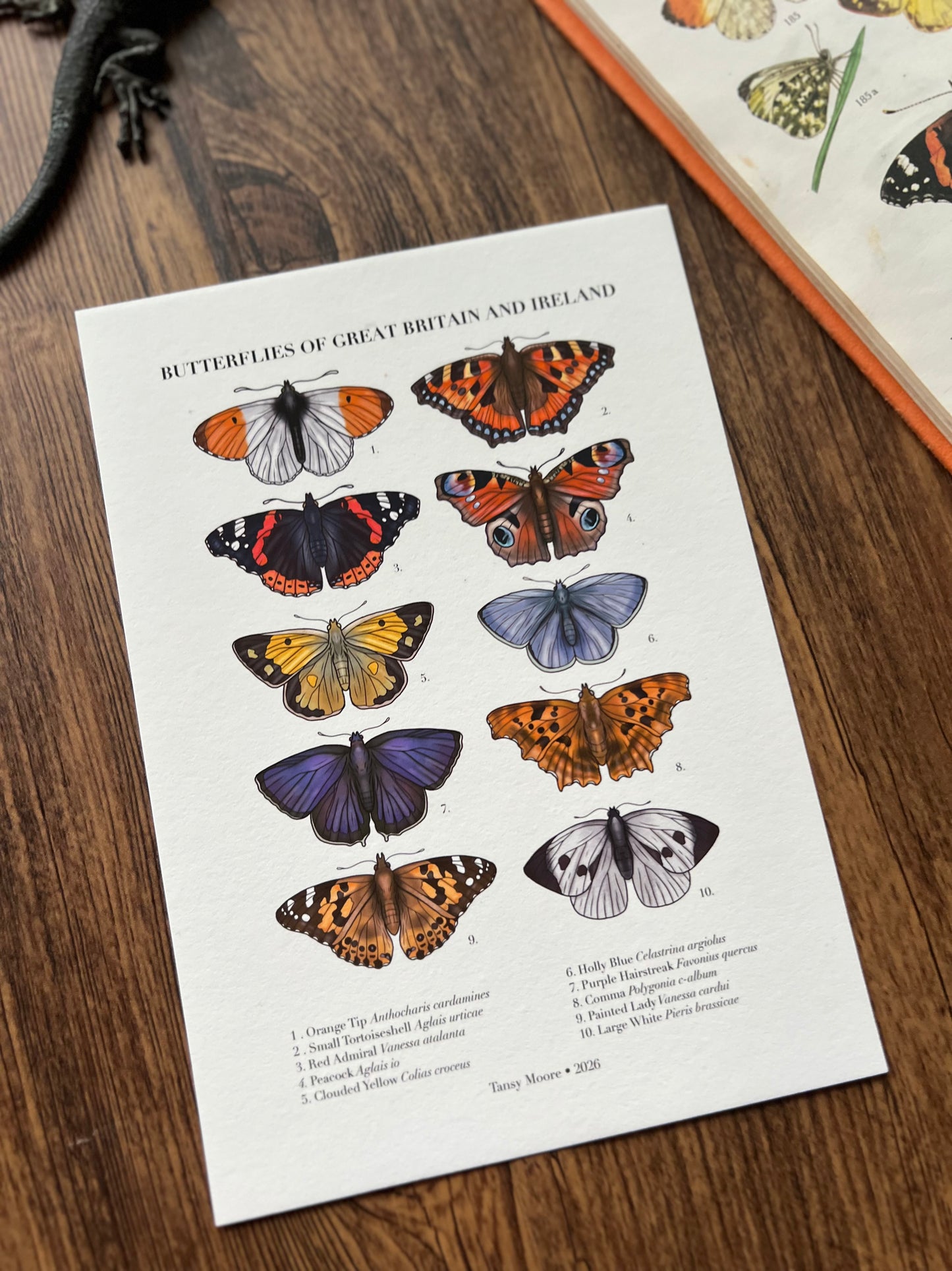 Butterflies of Great Britain and Ireland Print