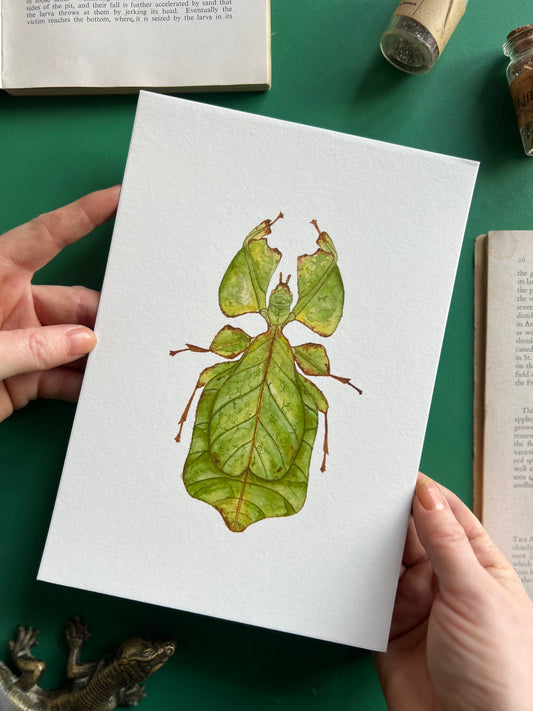 Giant Leaf Insect