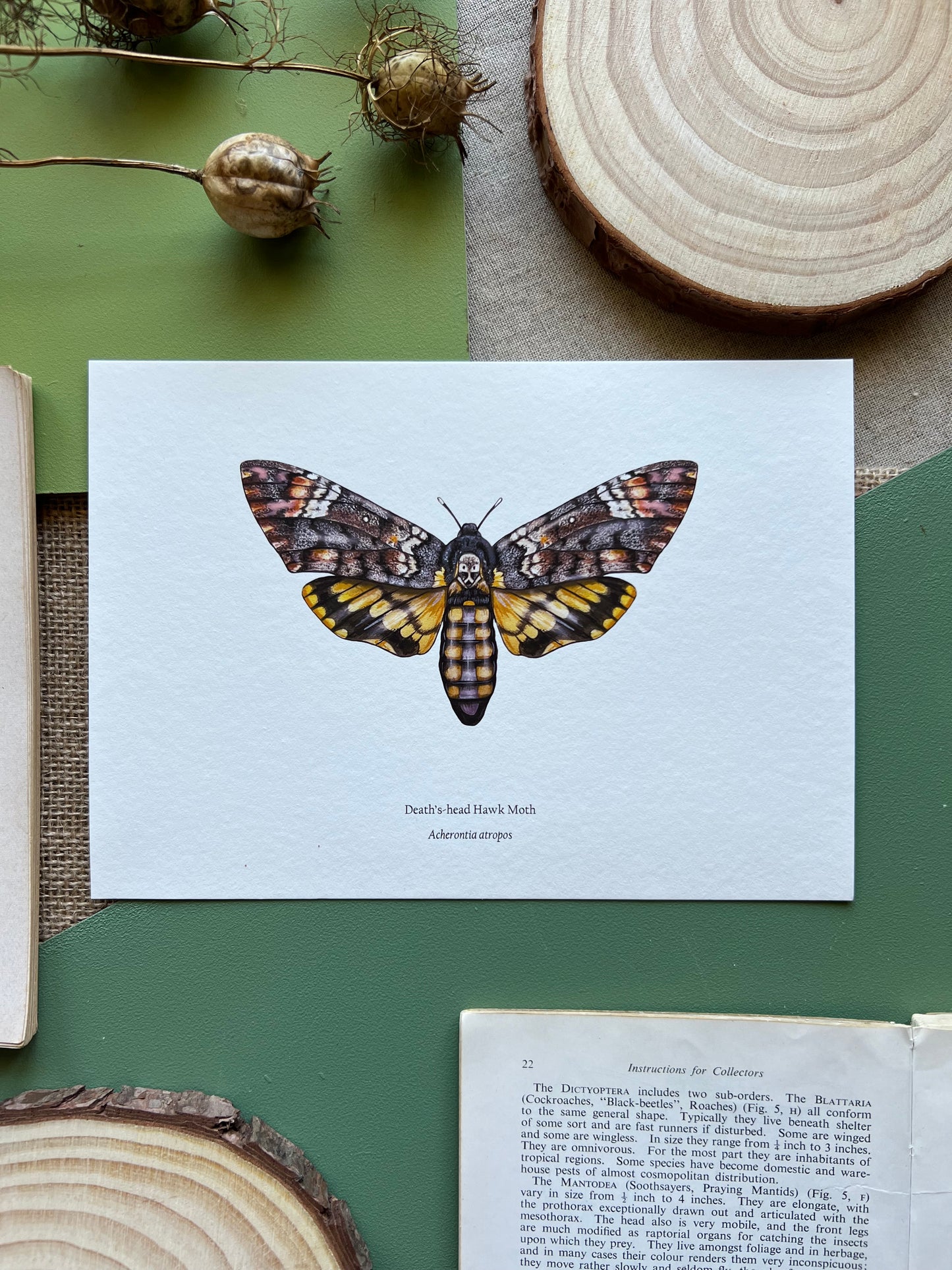 Deaths-head Hawk Moth Print