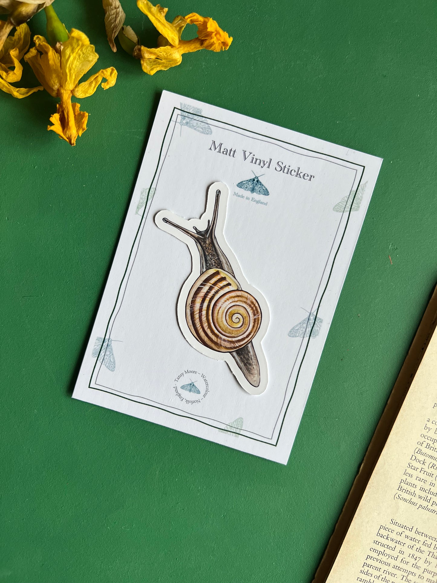 White-lipped Snail Sticker