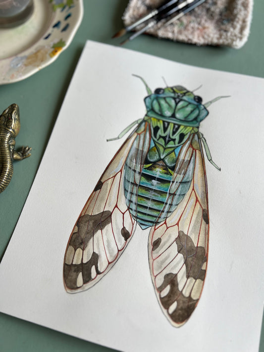 Cicada Original 8”x10”