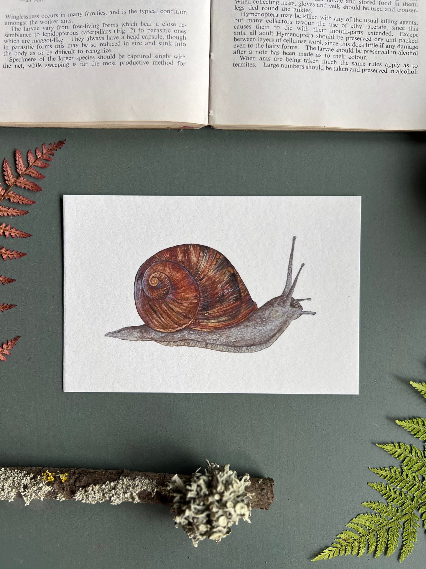 Garden Snail