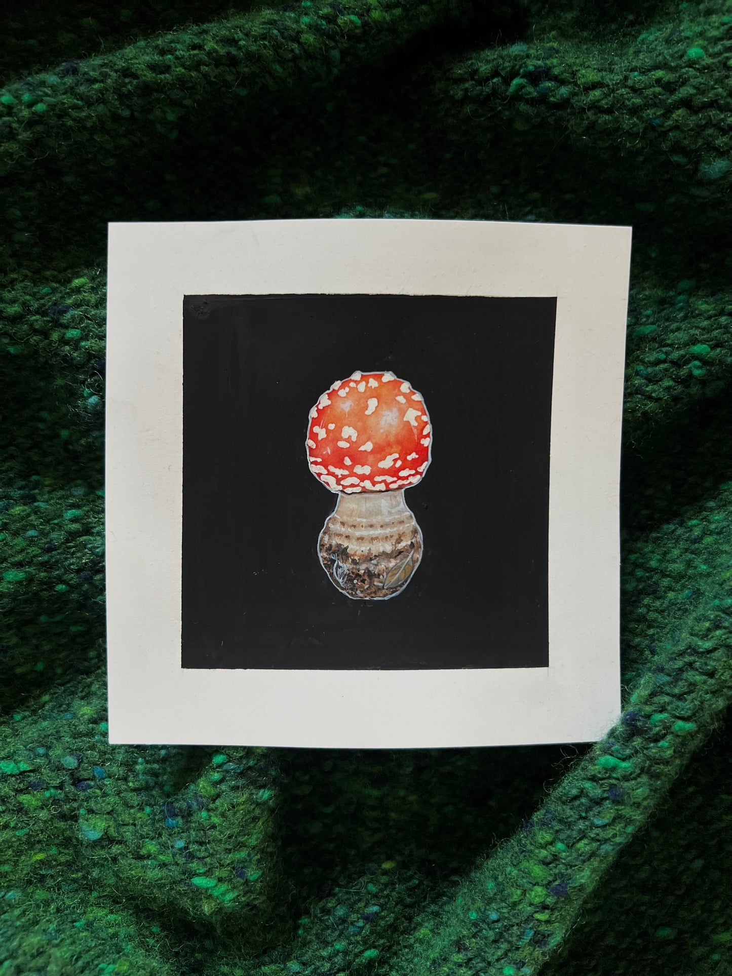 Fly Agaric / Amanita Muscaria