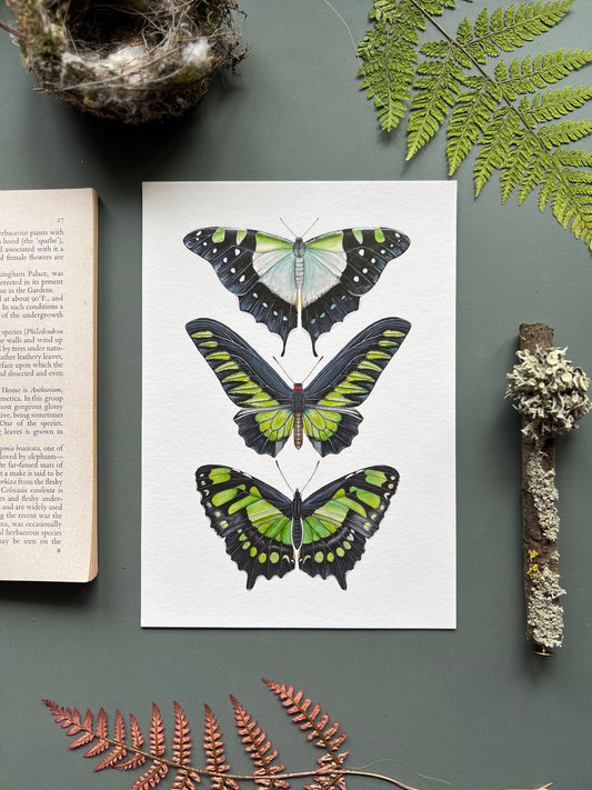 Green Butterfly Species