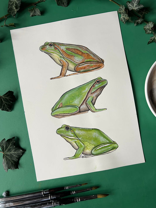 Tree Frogs