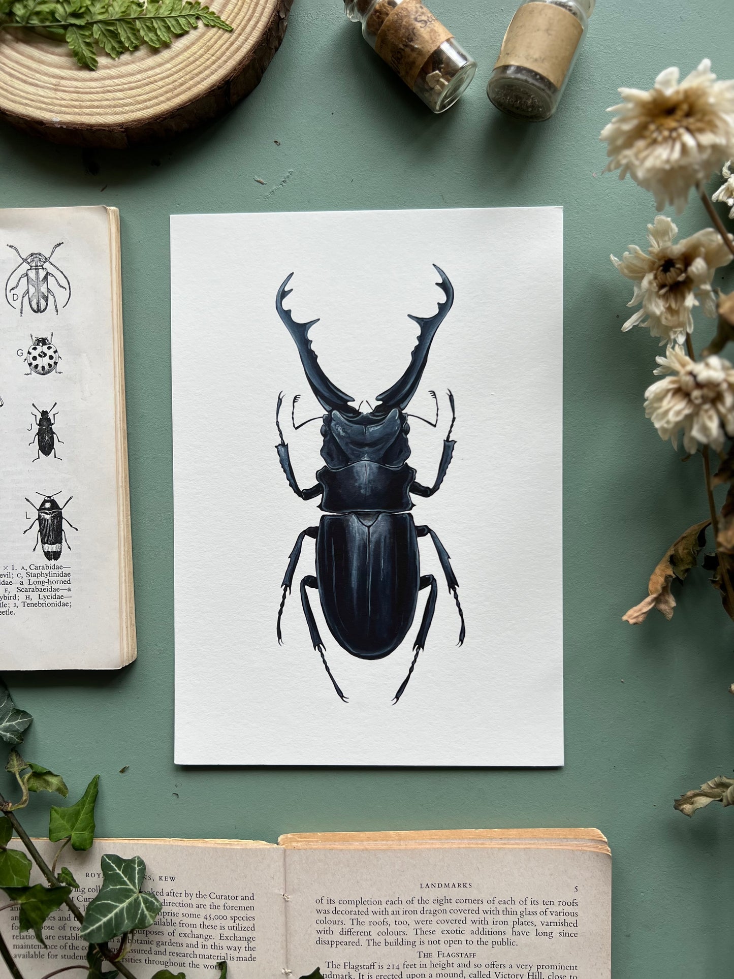 Giraffe Stag Beetle