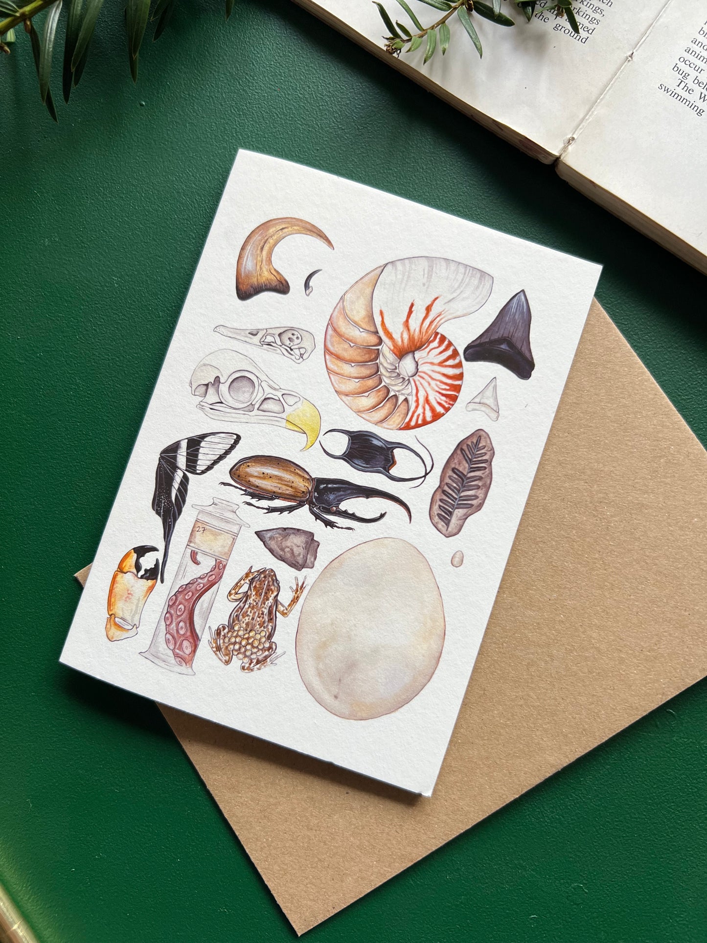 Natural Curiosities Card