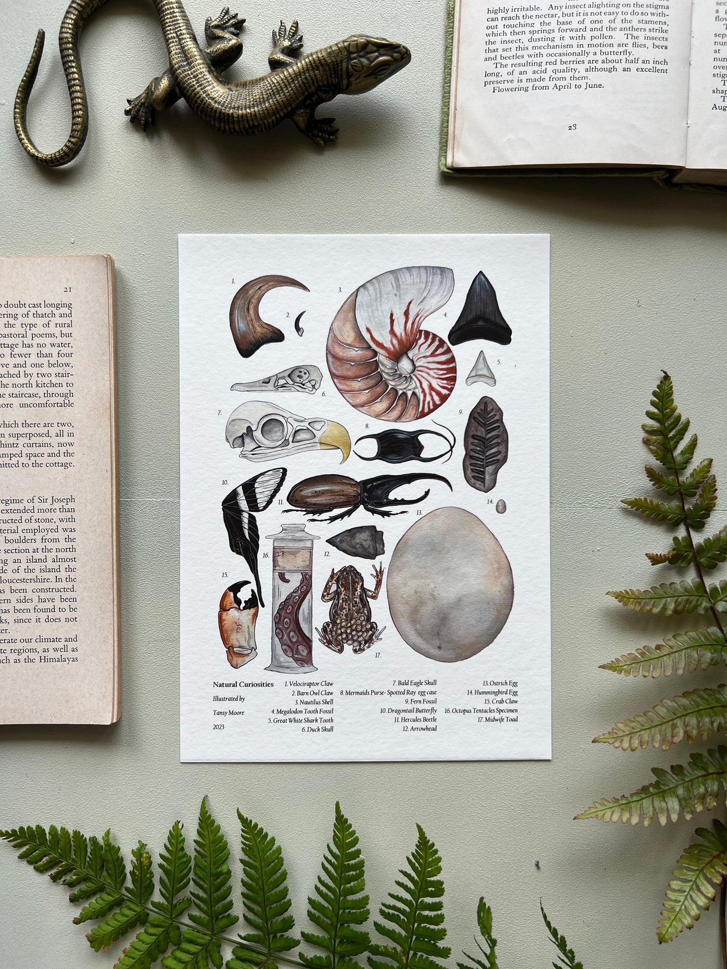 Natural Curiosities Print