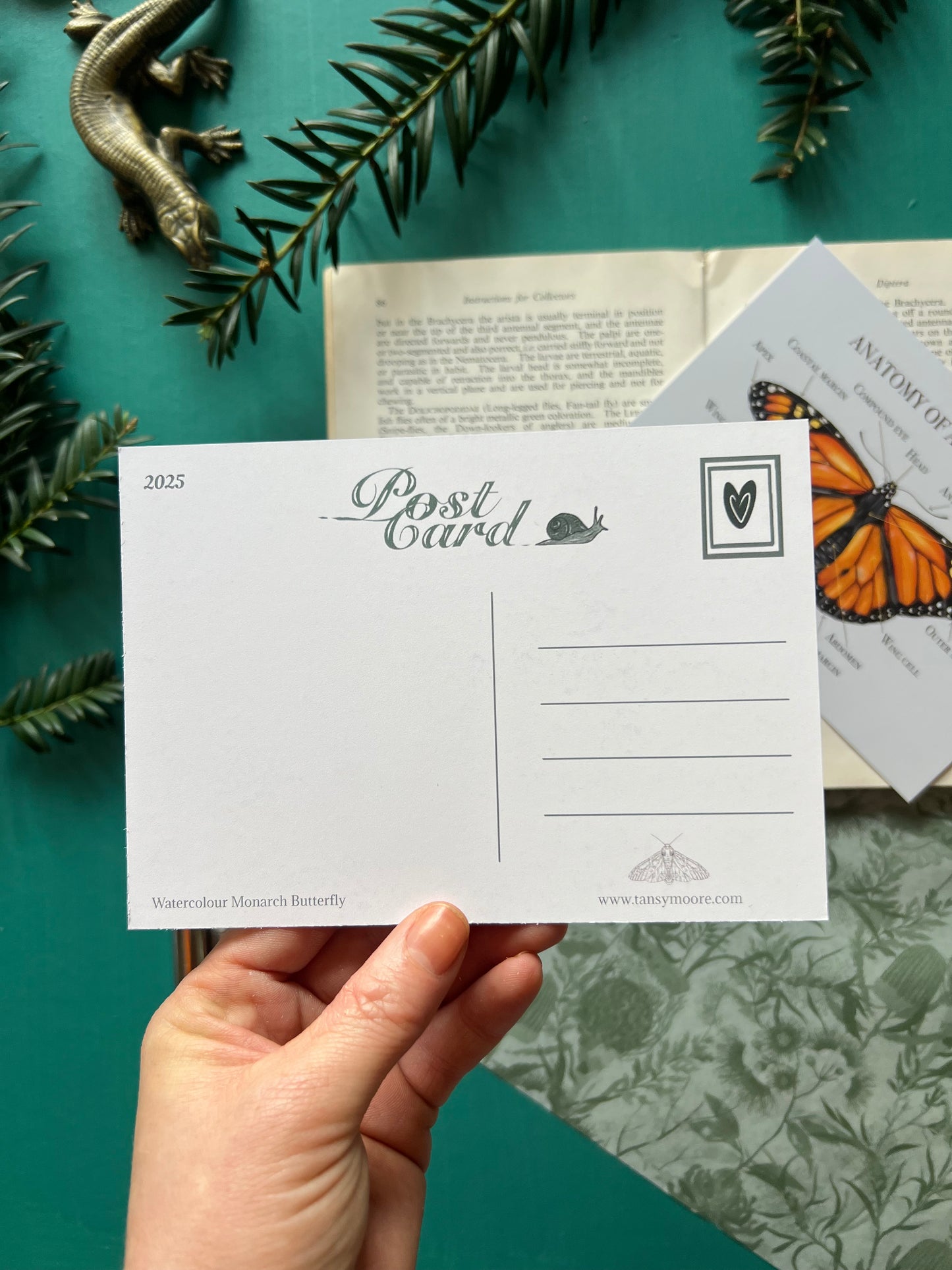 Monarch Butterfly Anatomy