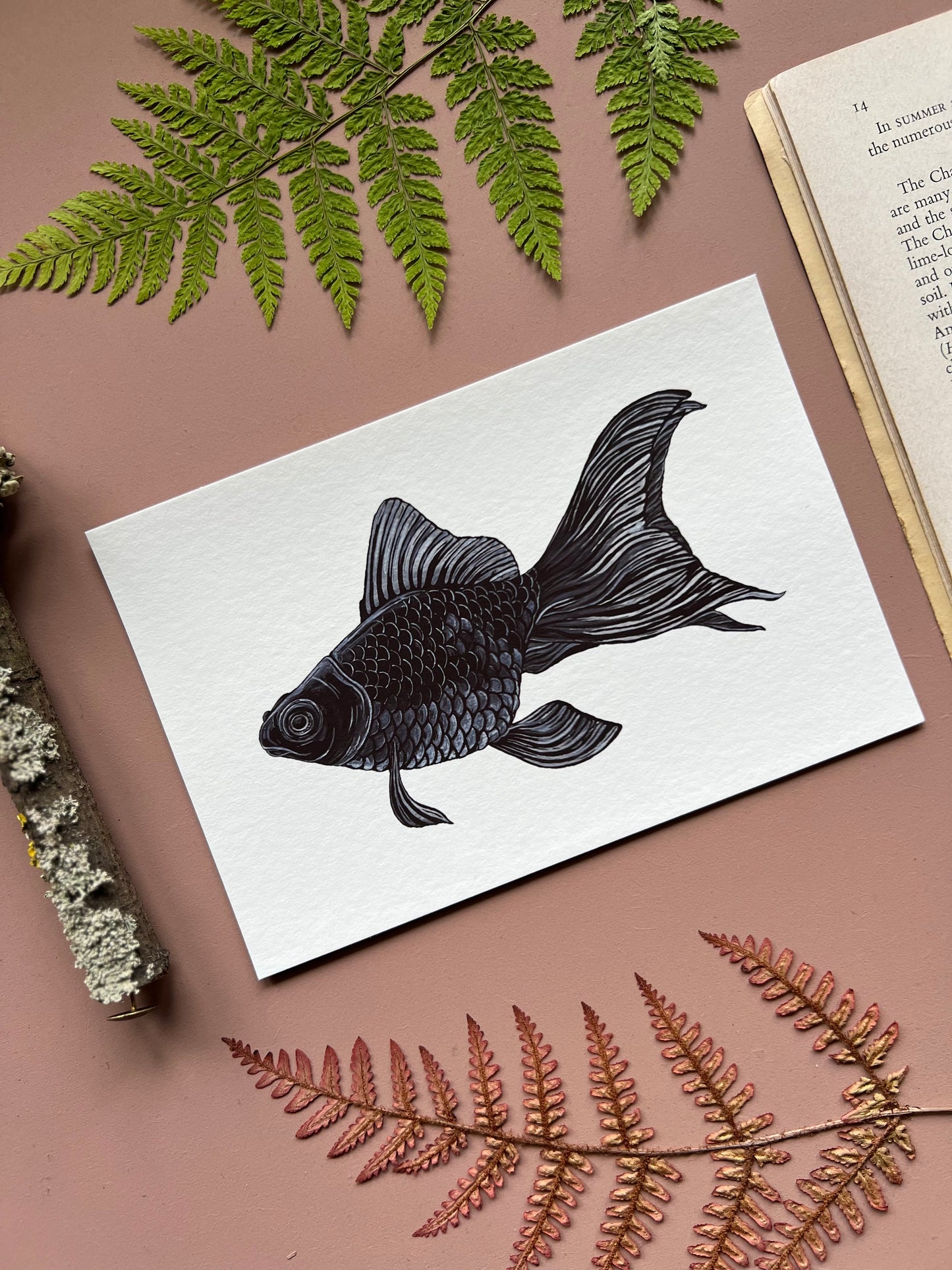 Black Moor Goldfish