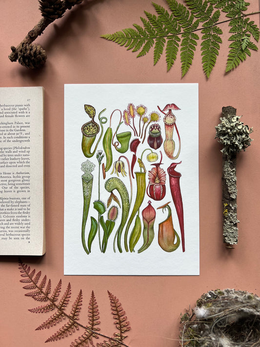 Carnivorous Plants Print