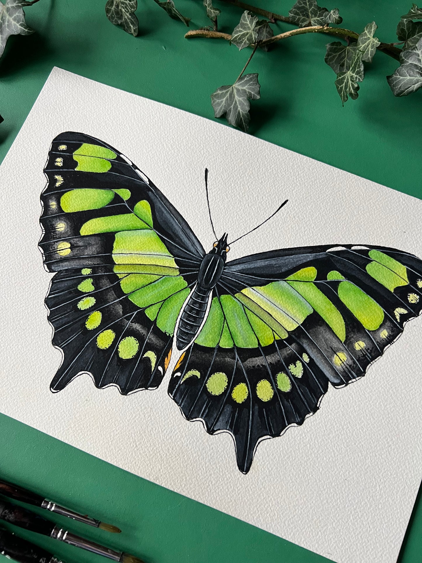 Malachite Butterfly