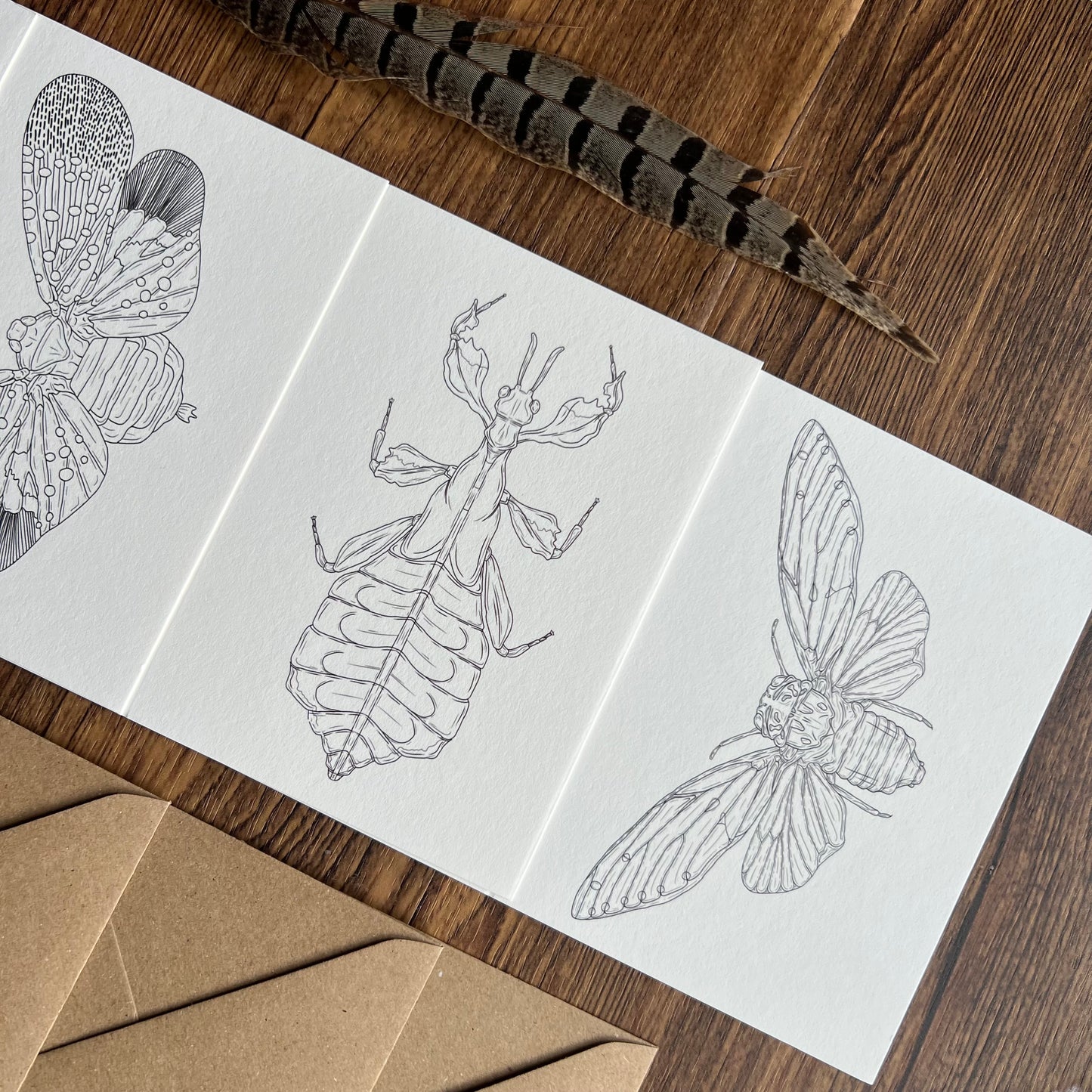 Insects Colouring in Card Set