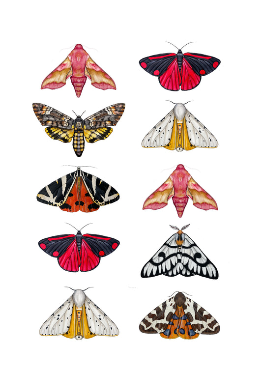 Moths