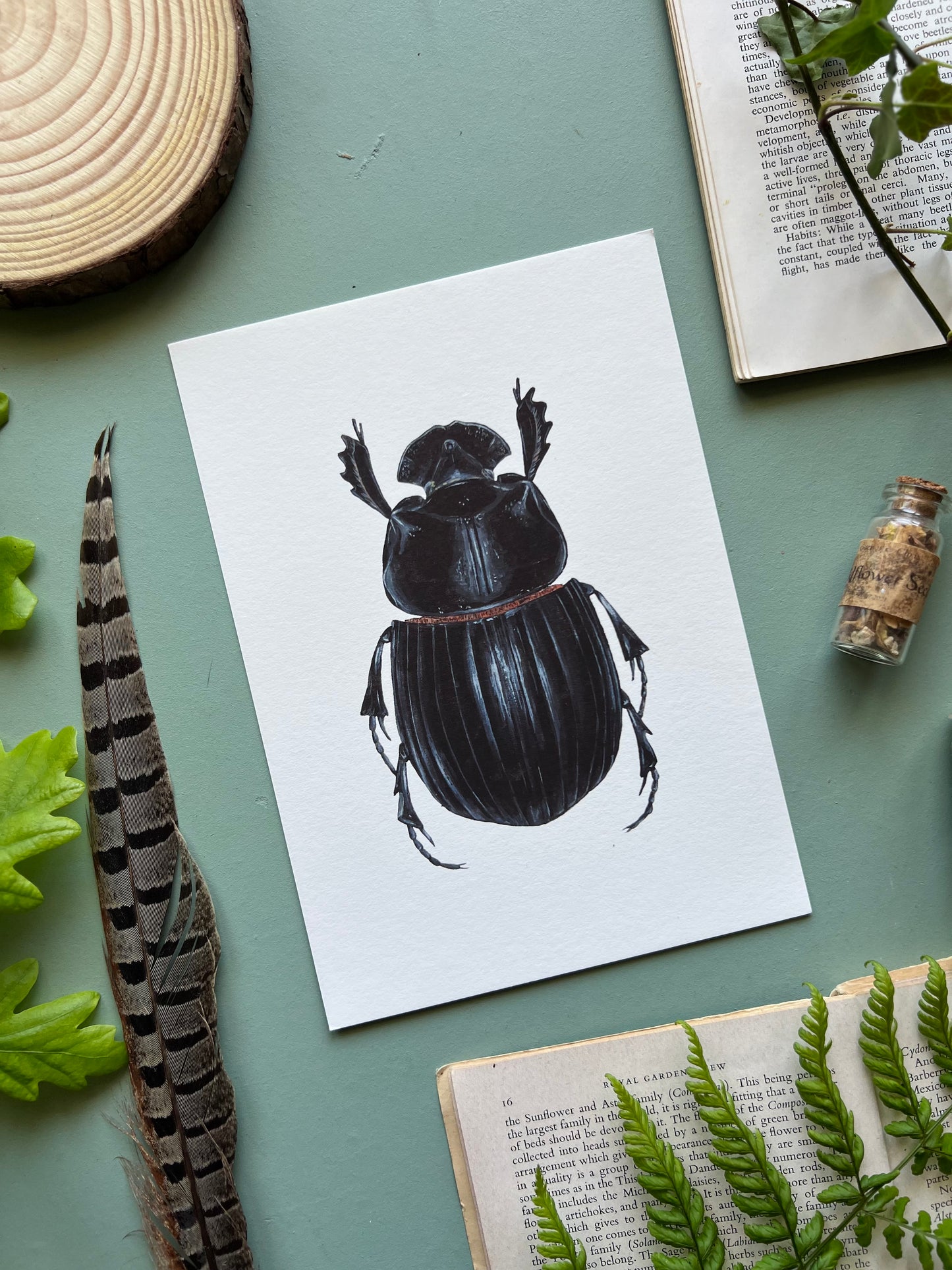 Horned Dung Beetle