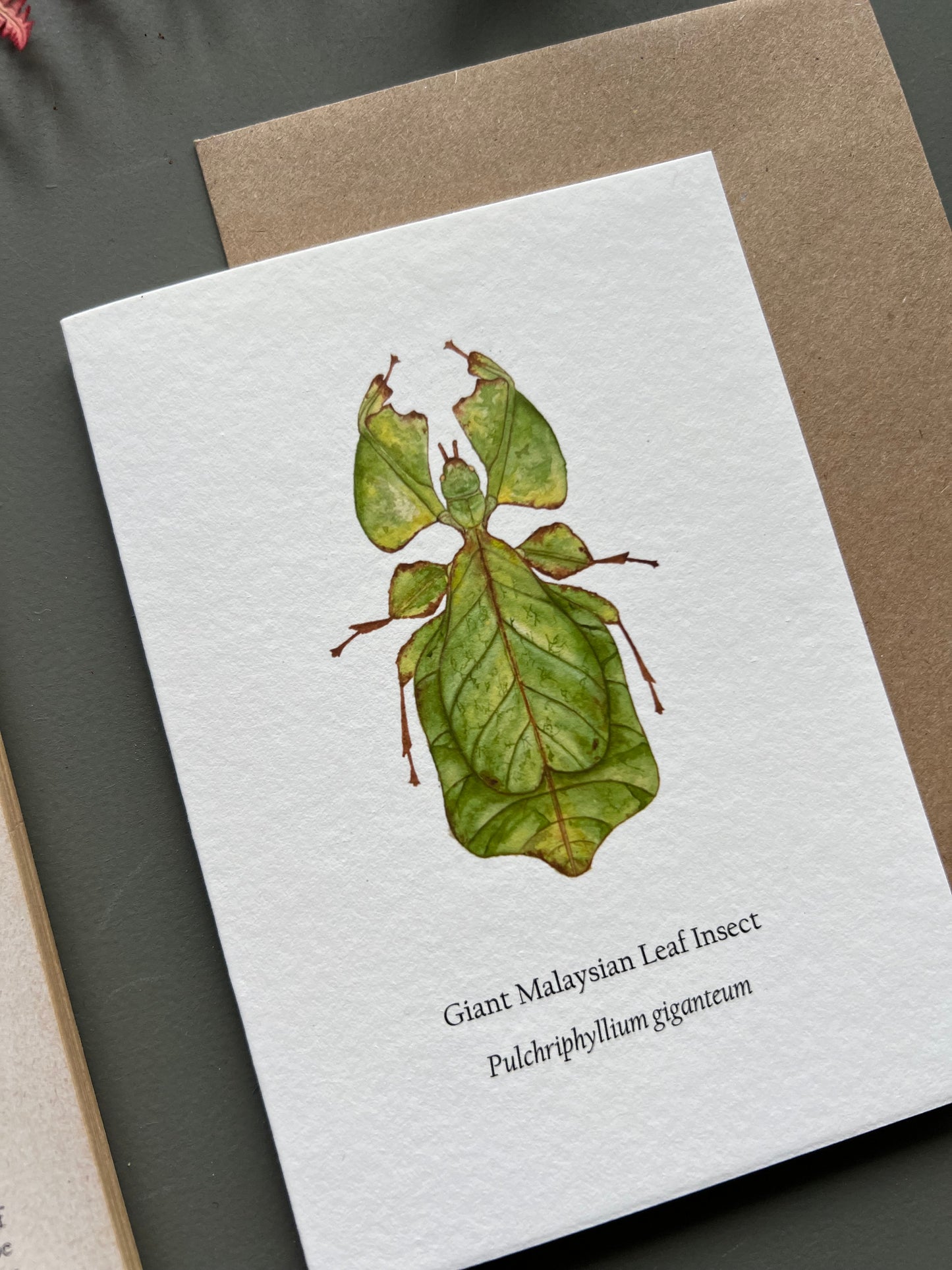 Leaf Insect Card