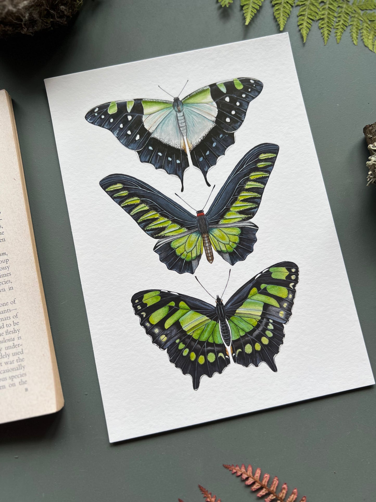 Green Butterfly Species