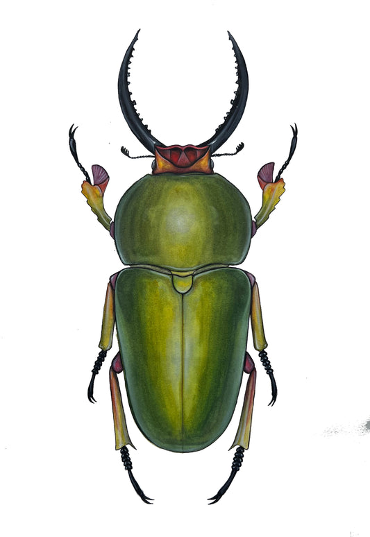 Stag Beetle 11.7” x 16.5”