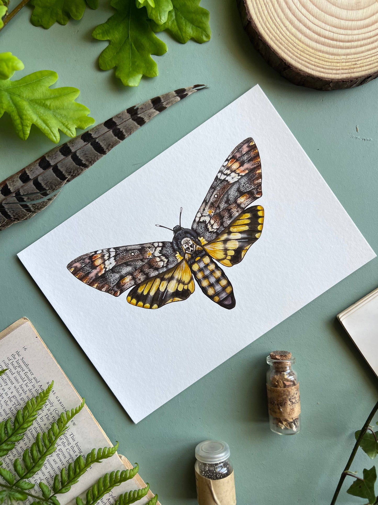Deaths-head Hawk Moth Print