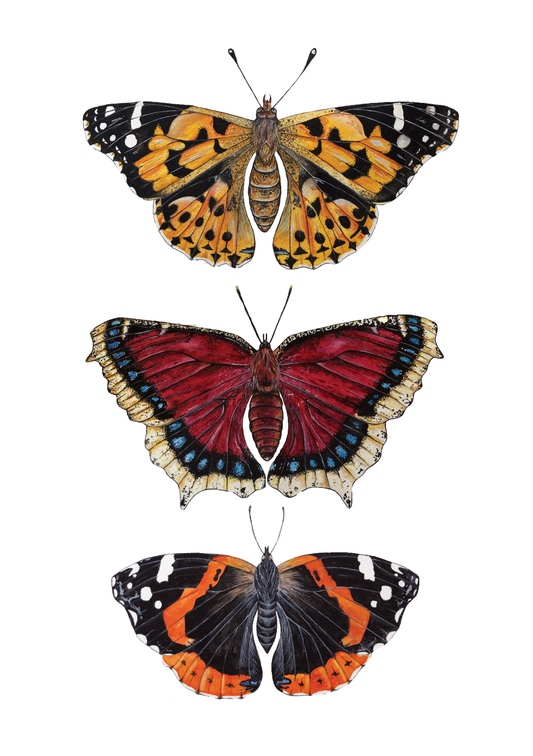 British Butterflies