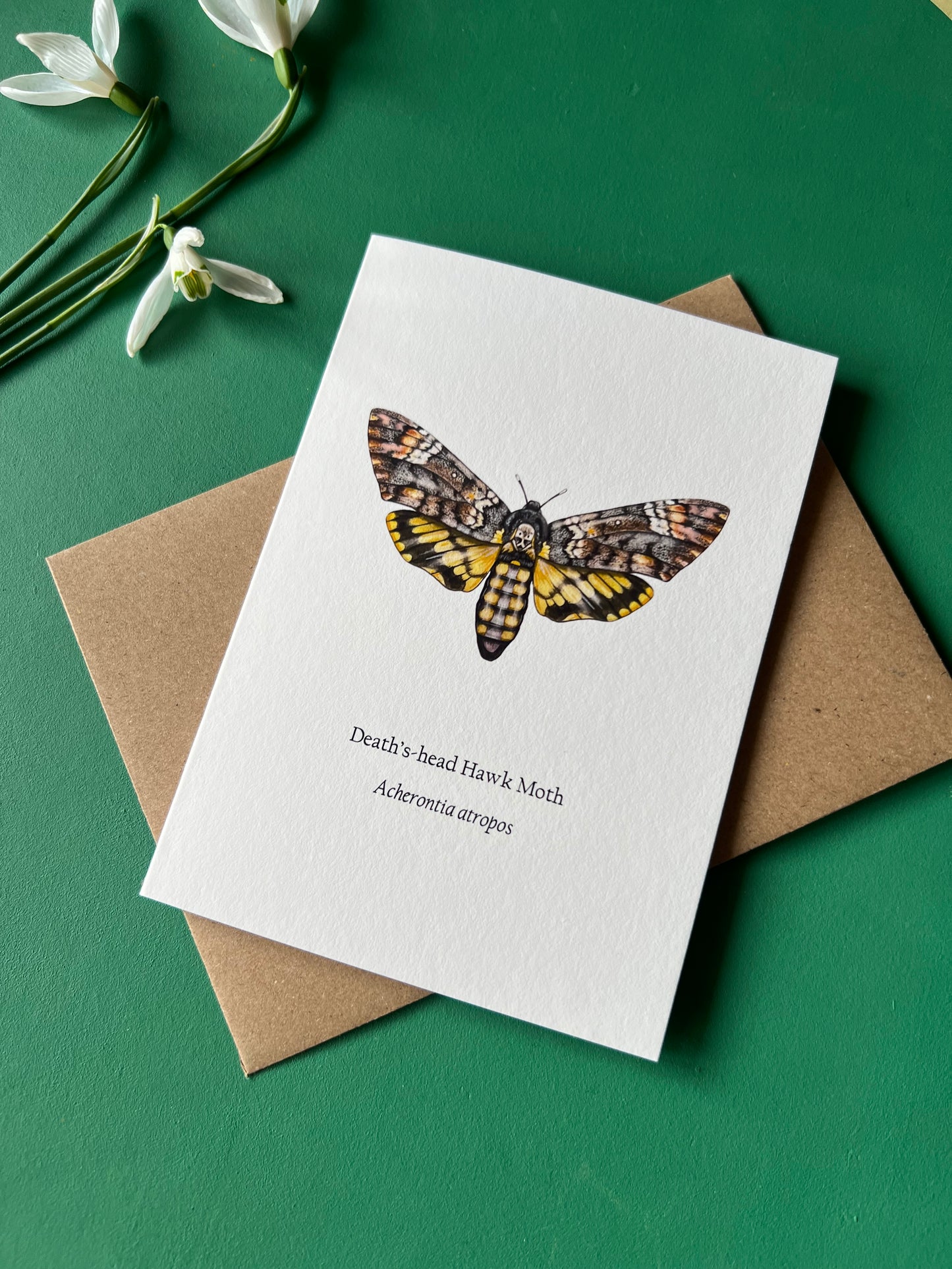 Deaths-head Hawk Moth Card