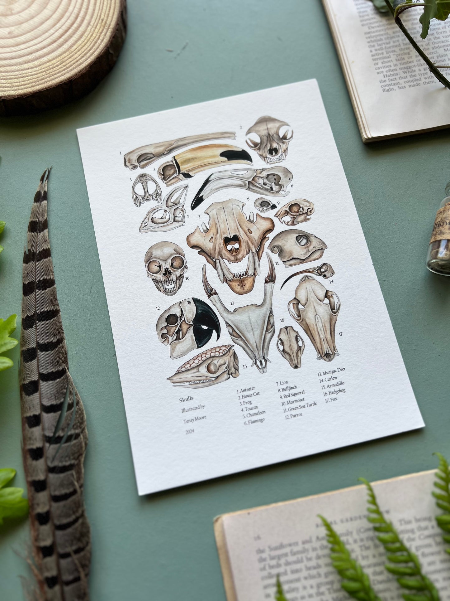 Skulls