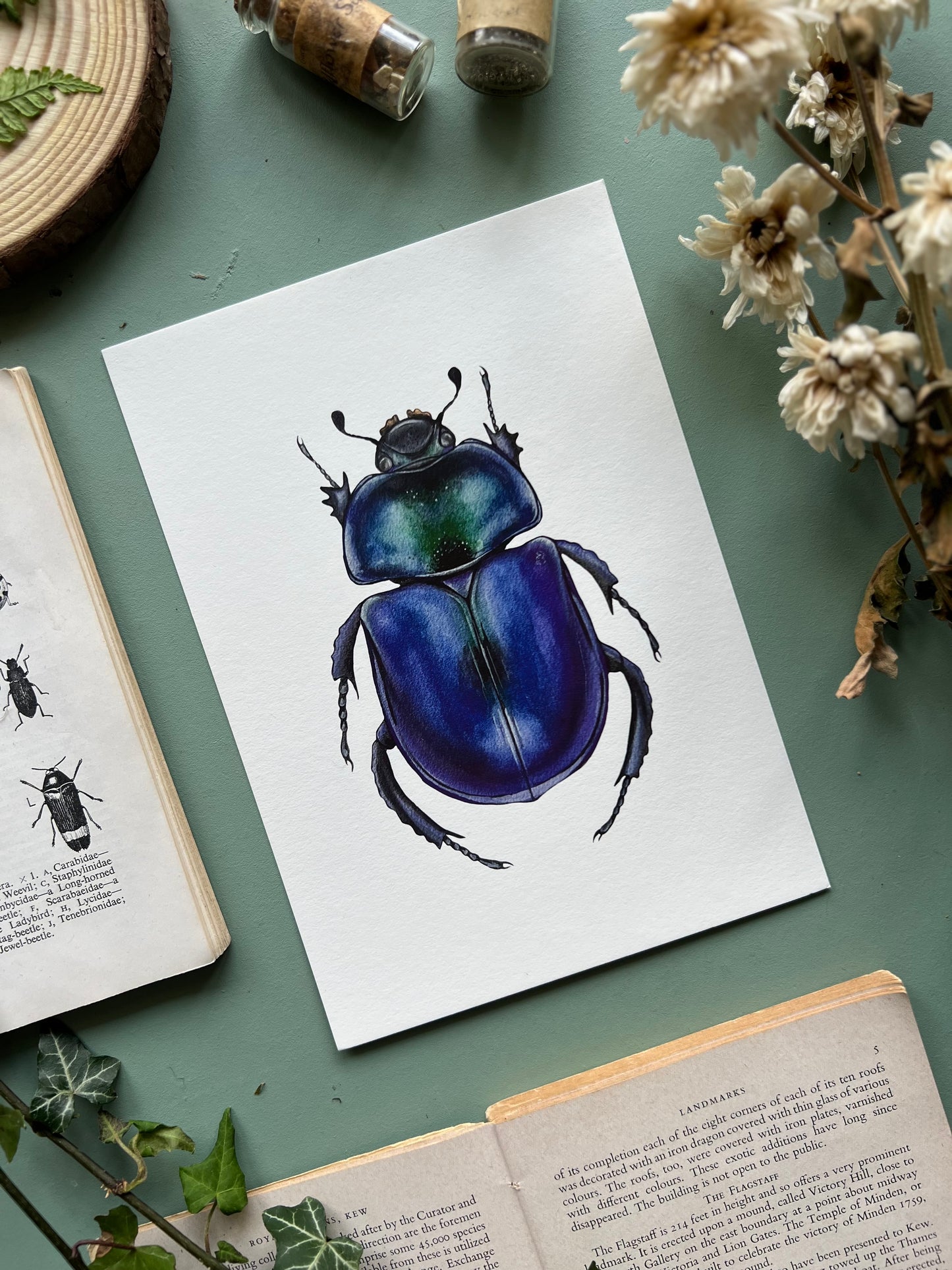 Dor Beetle