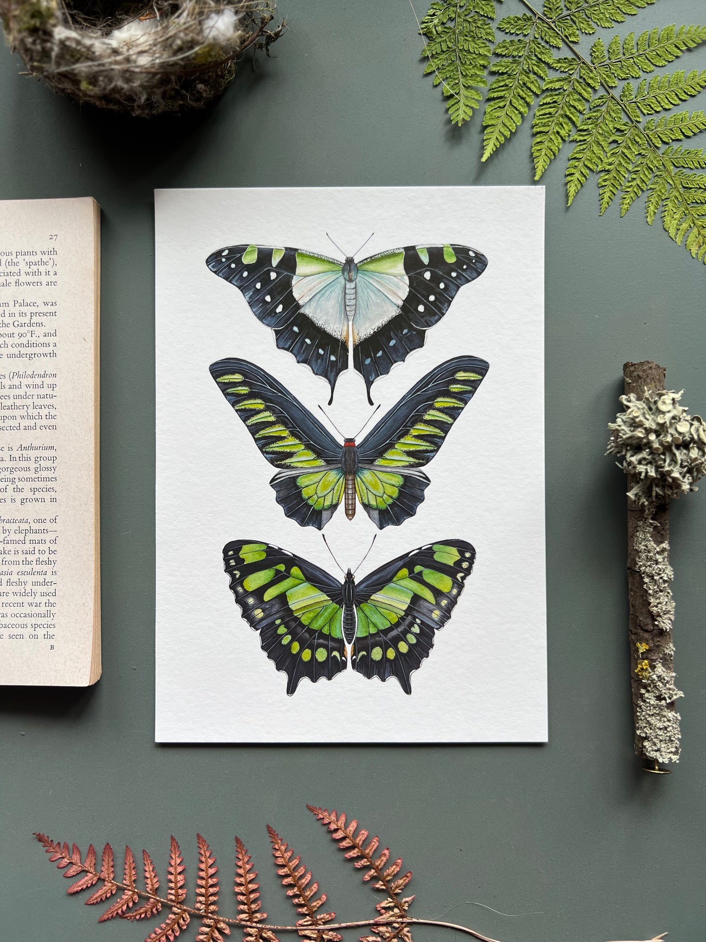 Green Butterfly Species