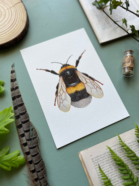 Bumblebee