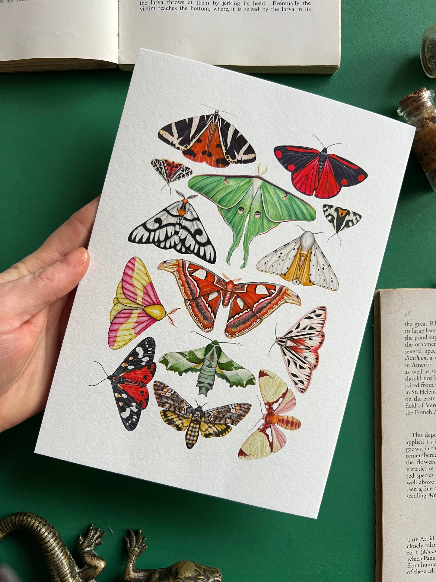 Moths Print