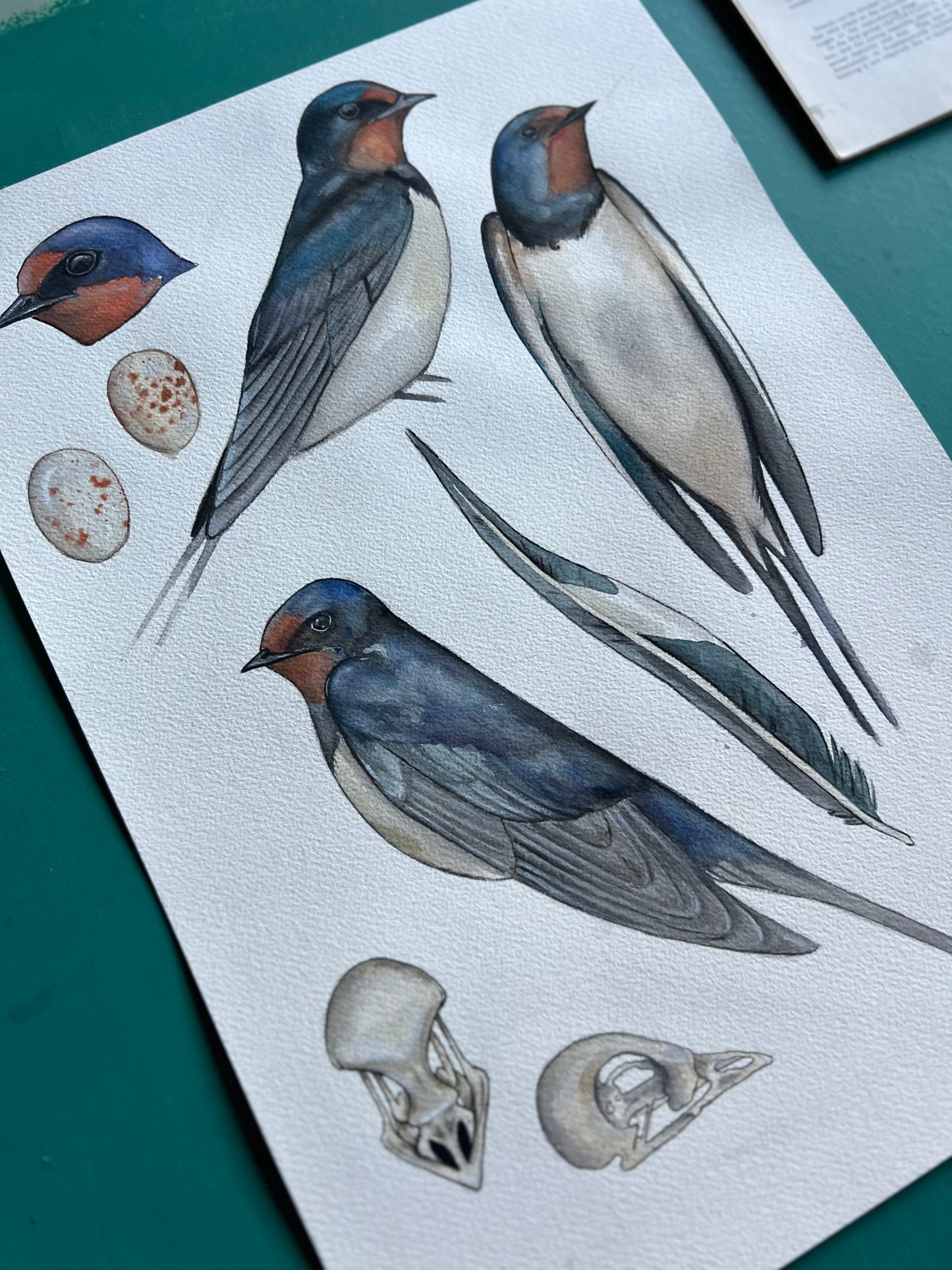 Swallow Study 11.7” x 16.5” (A3)