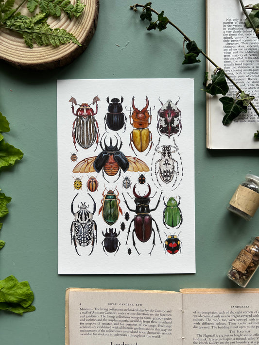 Beetles Print