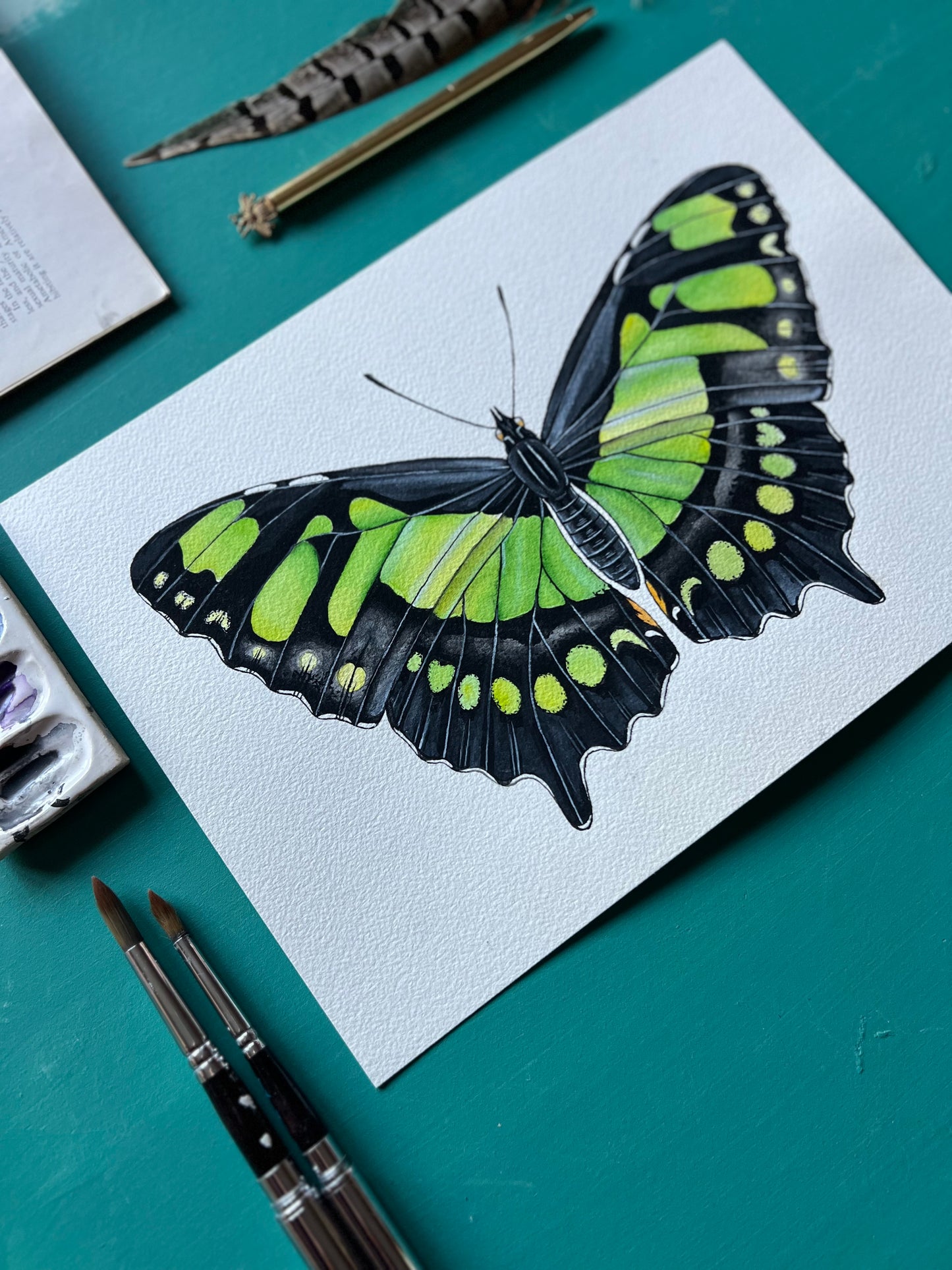 Malachite Butterfly