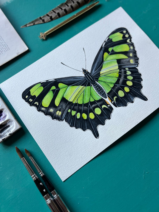 Malachite Butterfly