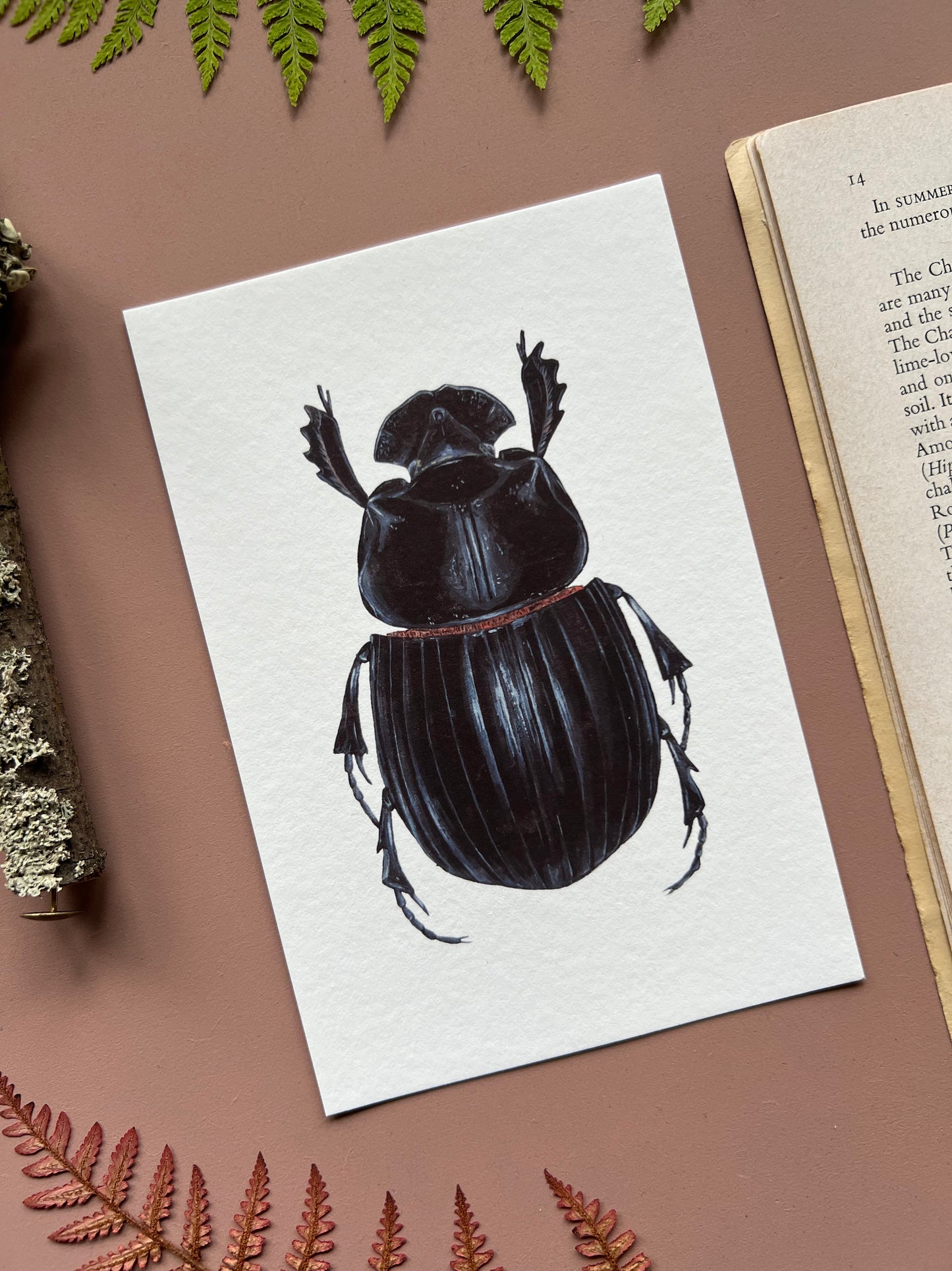 Horned Dung Beetle