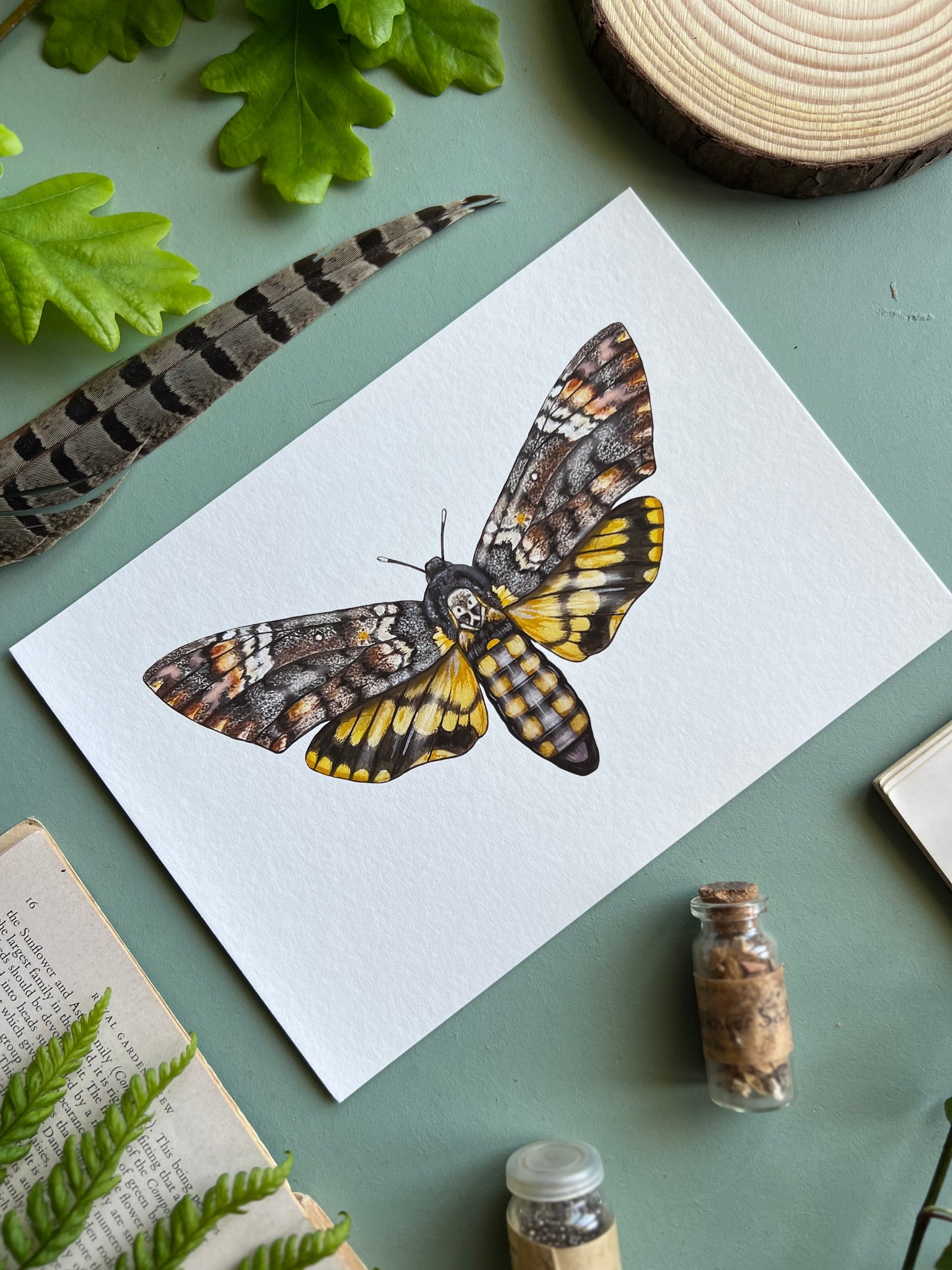 Deaths-head Hawk Moth Print