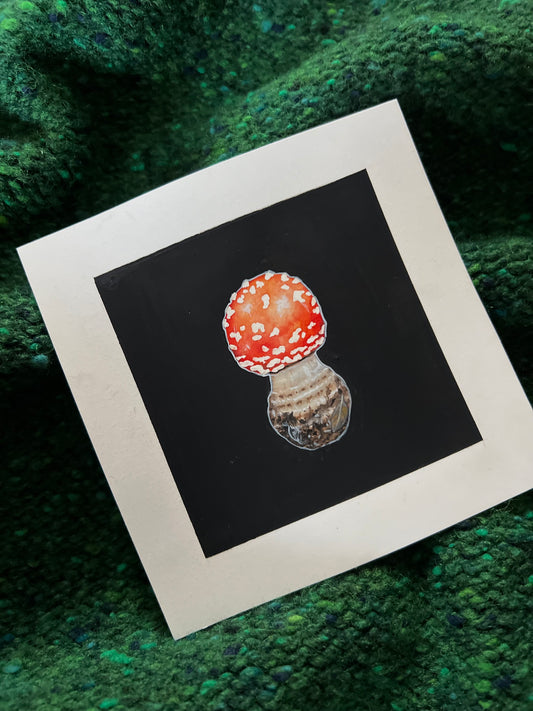 Fly Agaric / Amanita Muscaria