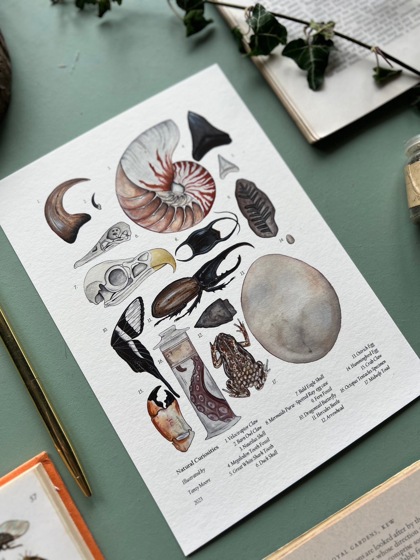 Natural Curiosities Print